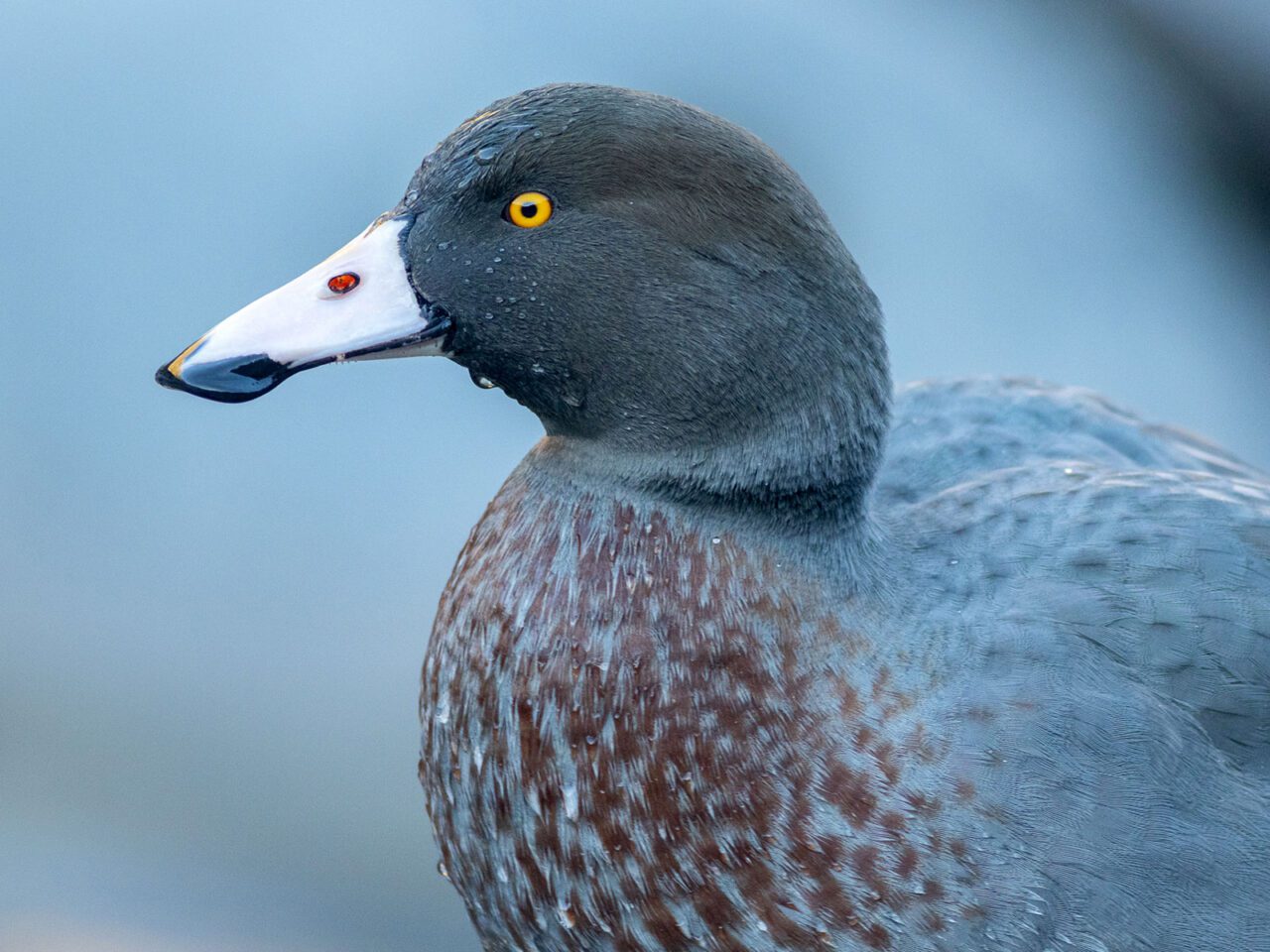 A beautiful steel blue duck with burgundy pattern on chest, yellow eye and pale, pink bill with a black, wide tip.