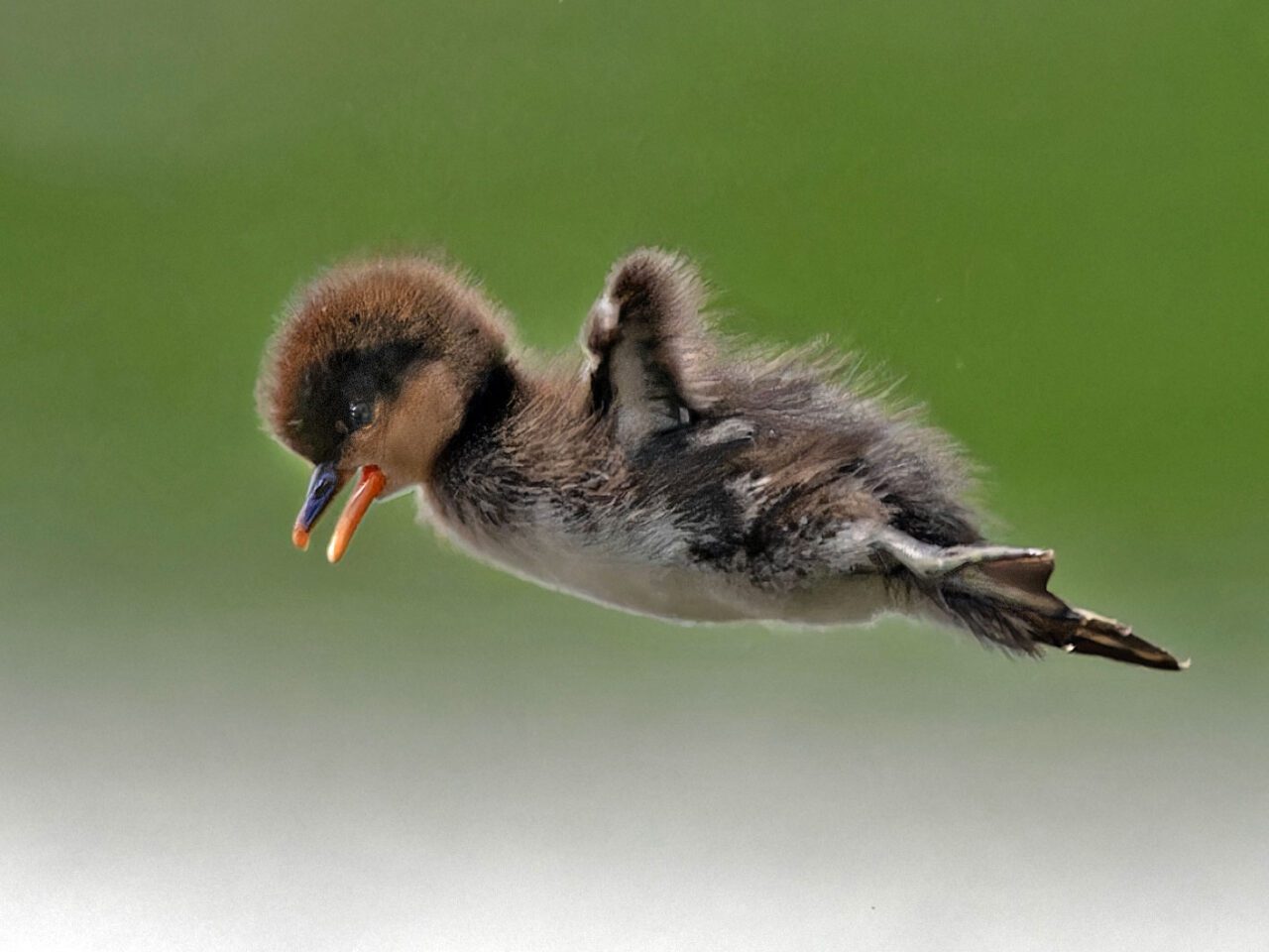 A brown and beige fluffy chick falls through the air.