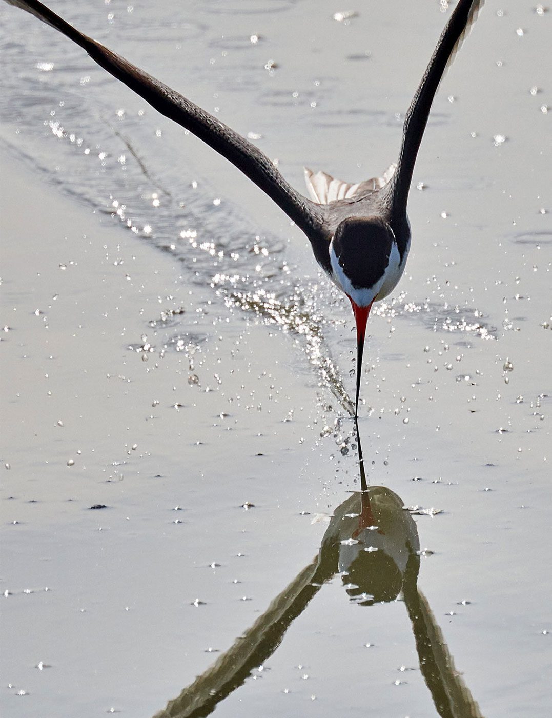 Head on photo of a bird flying just above the water with long bill skimming over the water's surface.