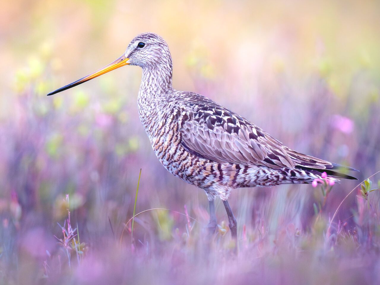 Brown, beige patterned bird with long legs and a very long bill, stands in lavender colored grasses.