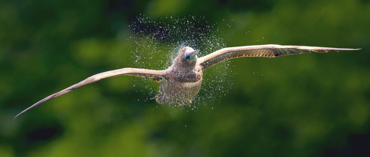 A brown bird with long, straight wings, flies while shaking water off its head.