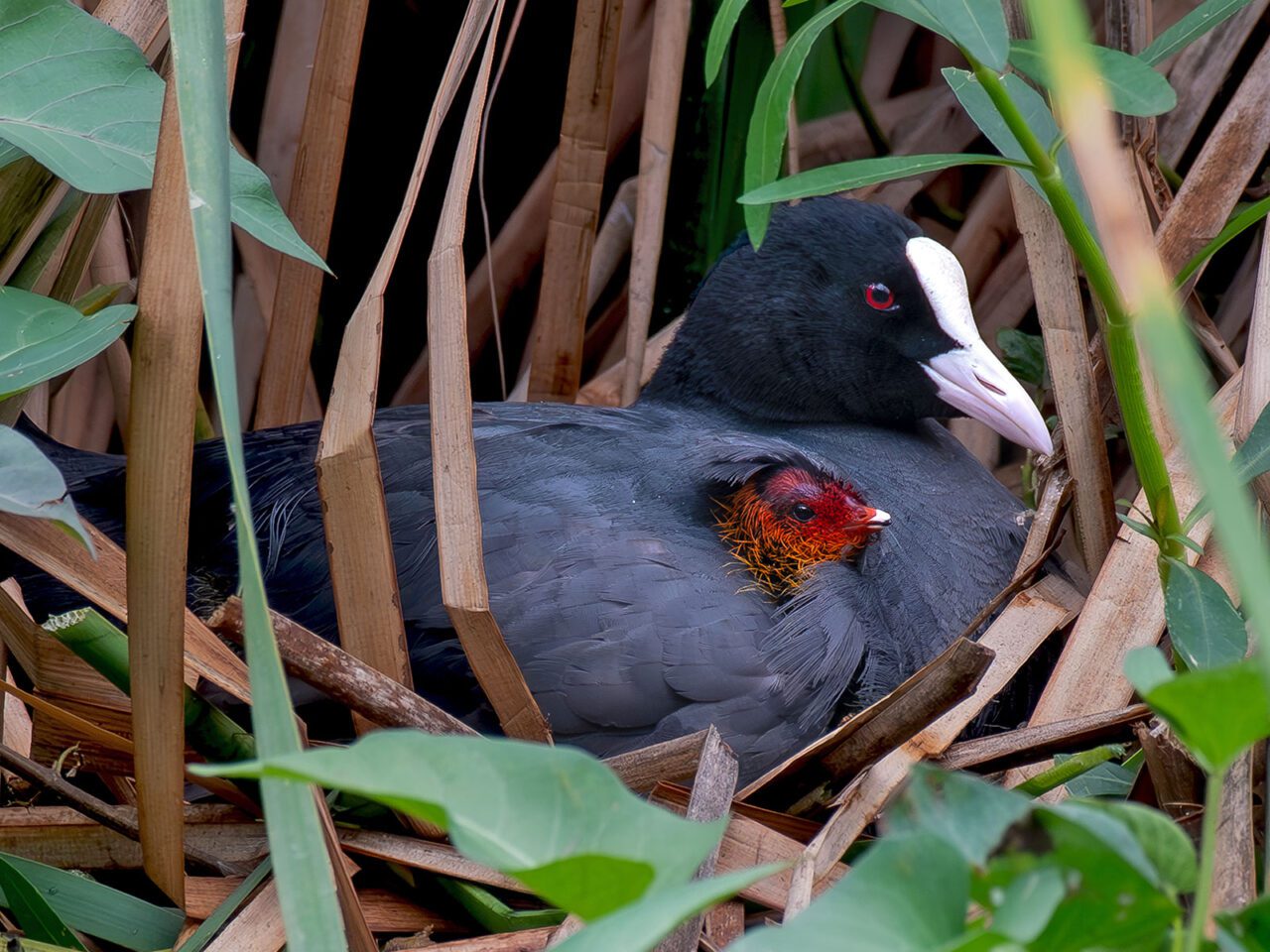 A black bird with bright red eye and pale pink bill and forehead, sits in the grass with a red-faced chick in its wing.