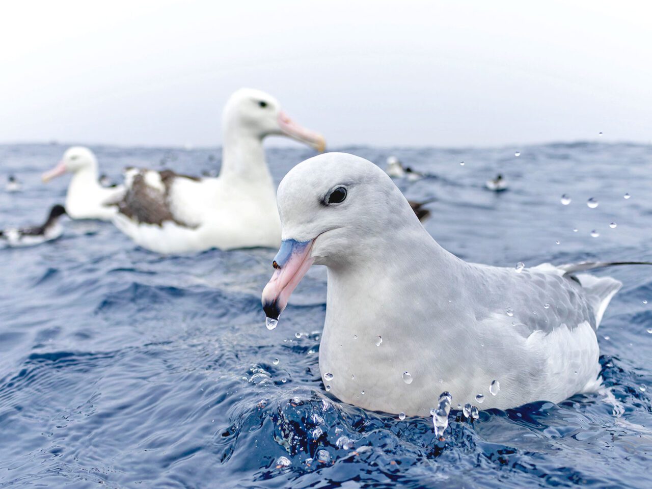 Close up of white and gray birds on the water, bird closest has a pale-pink bill, black top and blue tube on top of bill.