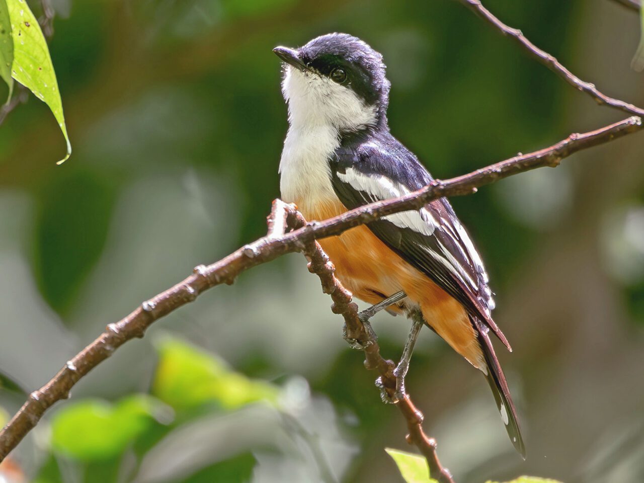 A black and white bird with an orange underside, perches on a thin branch.