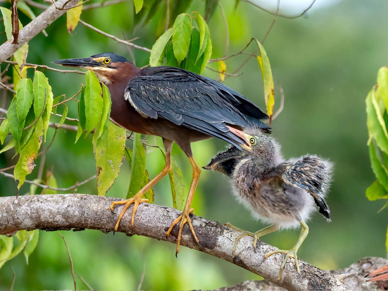 A young, fluffy bird holds onto an older bird of dark green and brown with a long, sharp bill, long, yellow legs, and yellow eye.