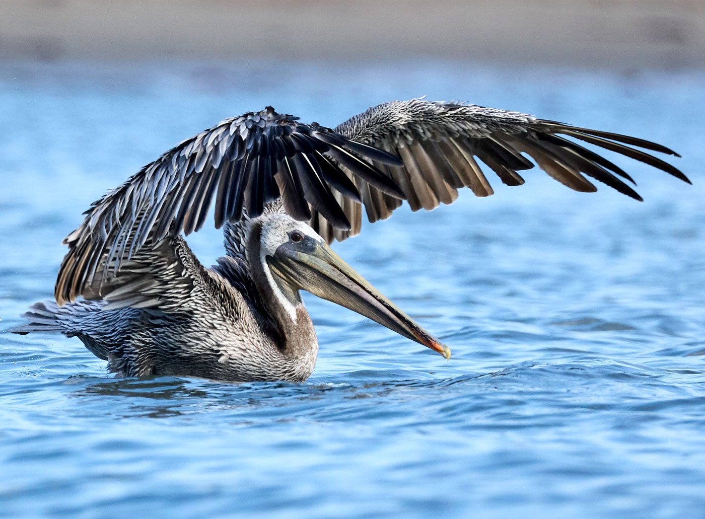 A bird with a tremendous bill sits on the water and holds large wings over head.