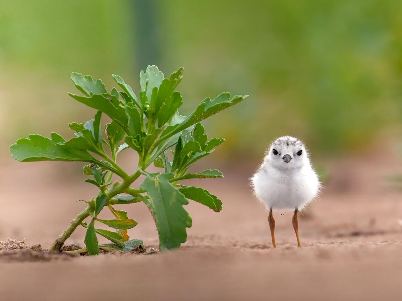 A small, white, fluffy chick with long, yellow legs, stands next to a plant.