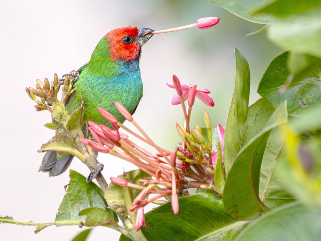 A bright green bird with a red face and relatively chunky bill, holds a pink flower bud in its bill.