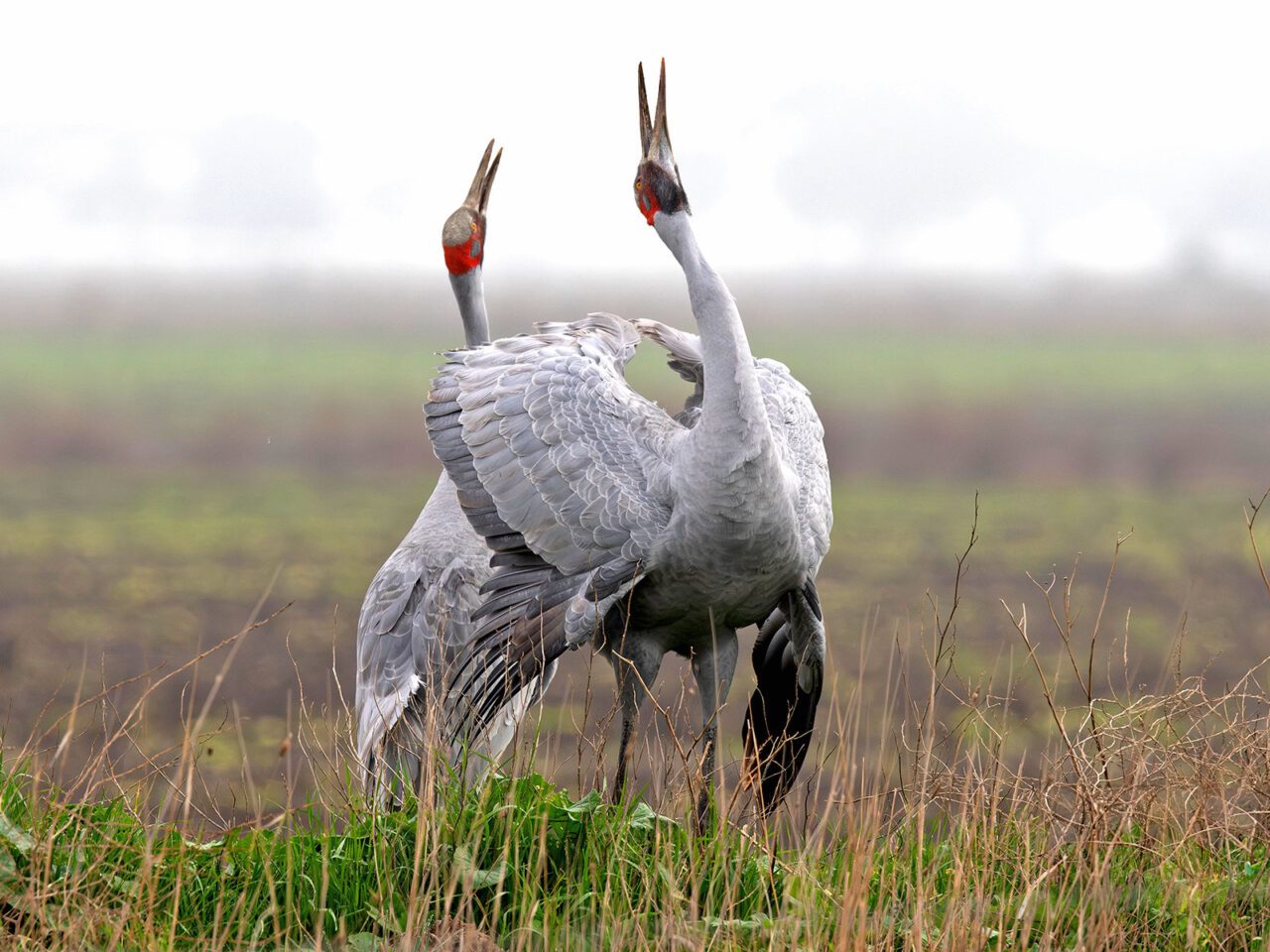 Two large grey birds and long legs and a long neck and bill, with touched of red on the head, stand together and one stretches back its large wings.