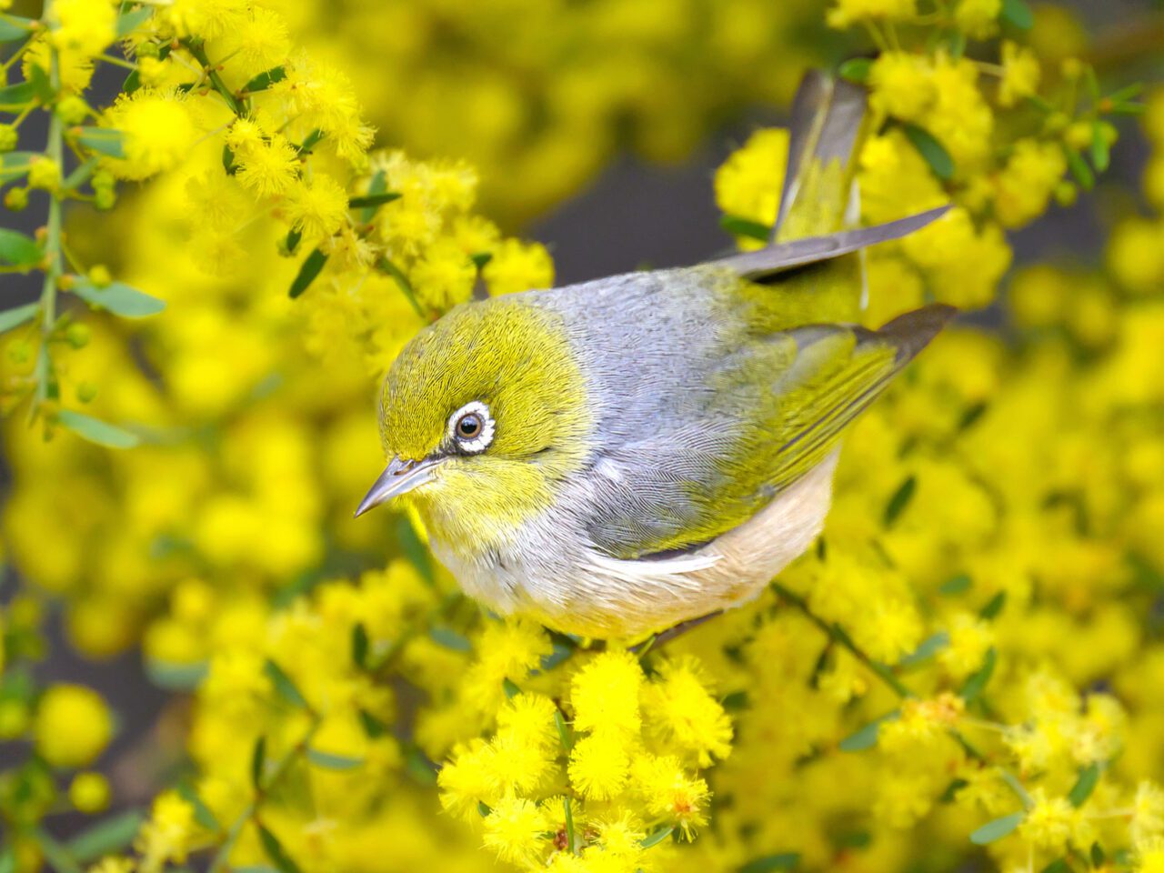 A little grey bird with a yellow accents and head, with white eyering and sharp, little bill, stands on a bush with small yellow flowers.