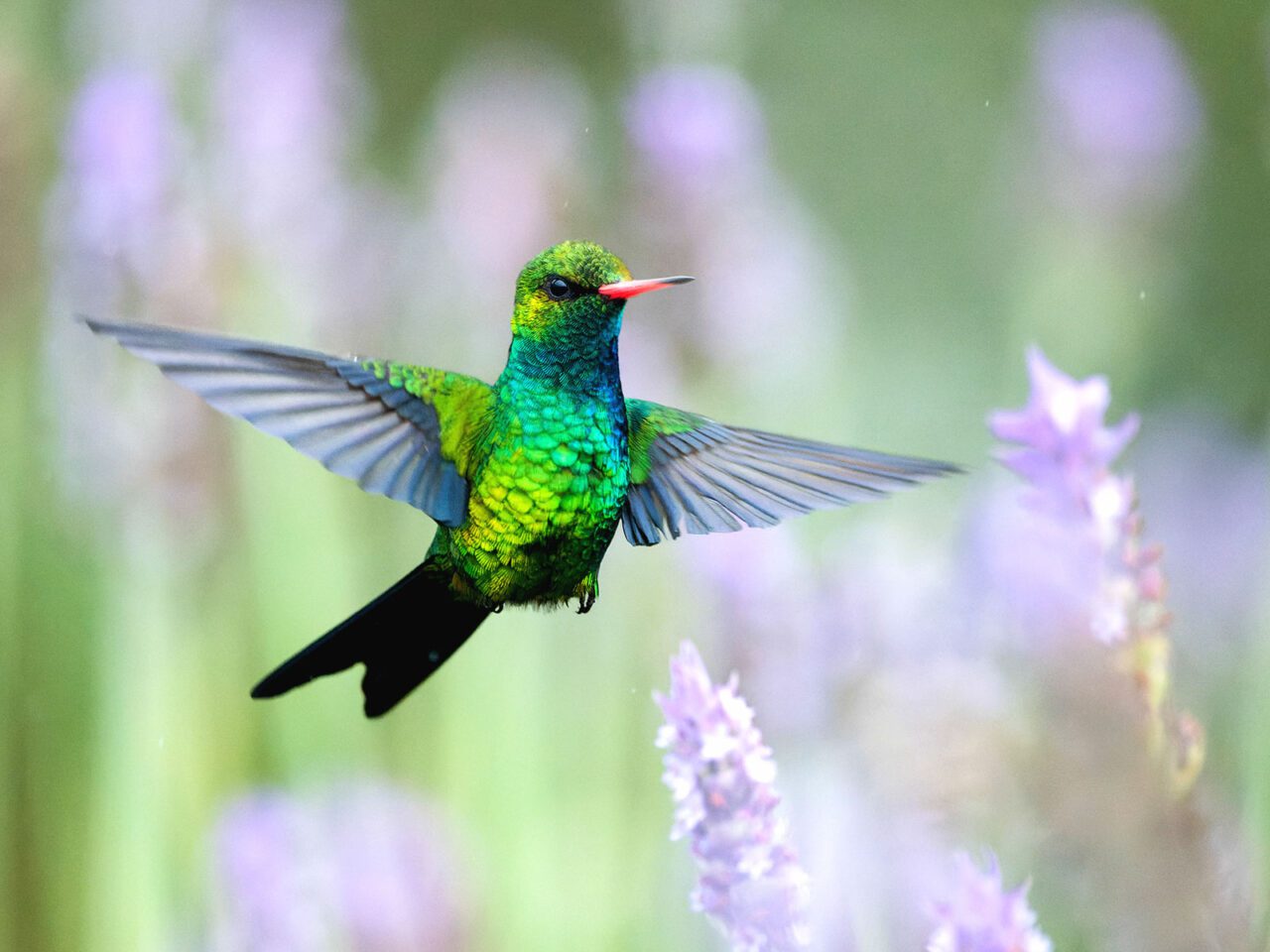 A brilliant, iridescent green and blue little bird with a black-tipped, red beak, and pointed wings, hovers in the air over lavender flowers.