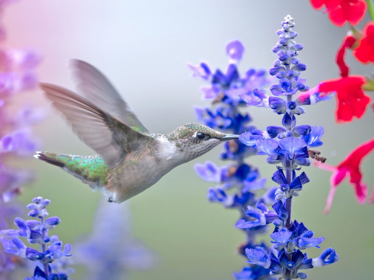 Small little girl with a bright, iridescent back and white chest and abdomen, hovers in the air, while drinking nectar out of a plant with small, indigo flowers.