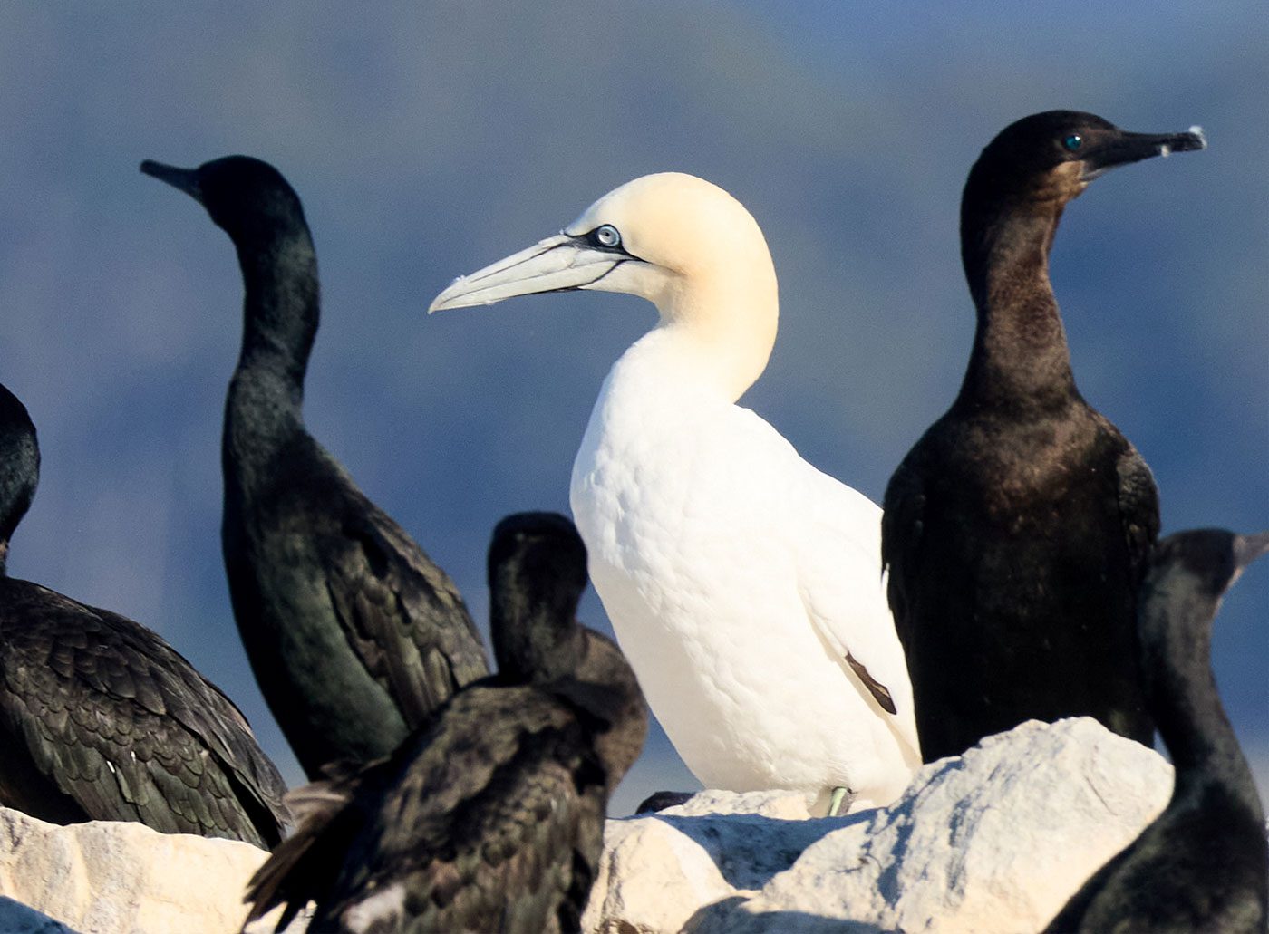 White bird with long neck, sits with similar-shaped black birds.