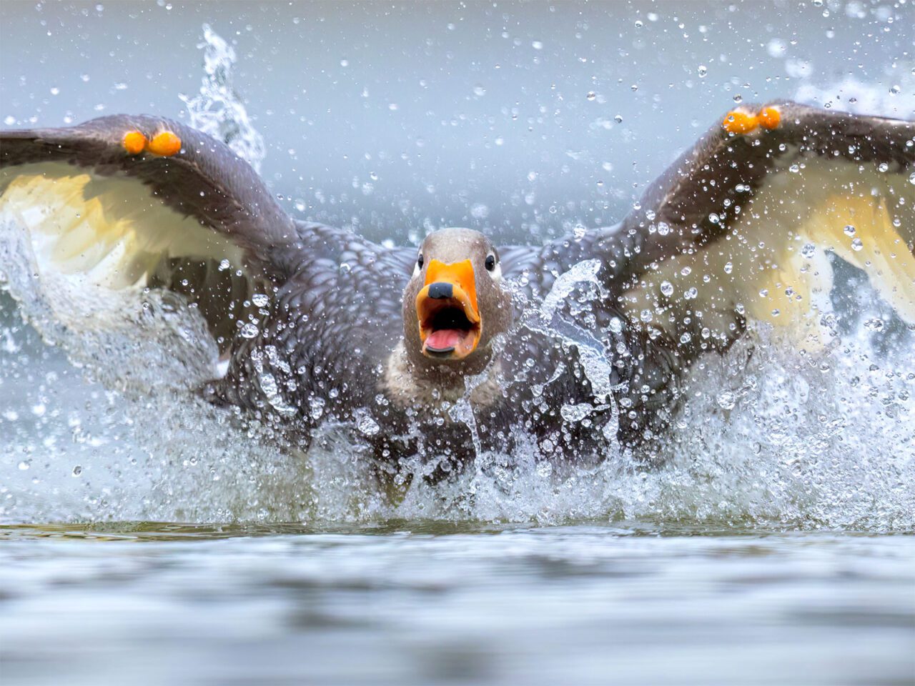 A brown and cream duck with an orange and black bill and orange wrists, splashes towards the camera.