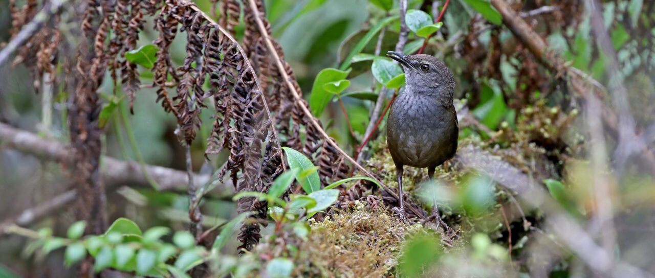 A dark grey and brown, little bird, perched on a mossy, fern covered, forest branch.