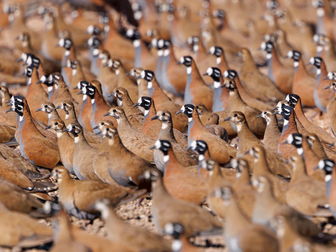 A flock of brown-chestnut birds with striped heads with beige or white and black striped heads, stand together close to the ground looking in the same direction.