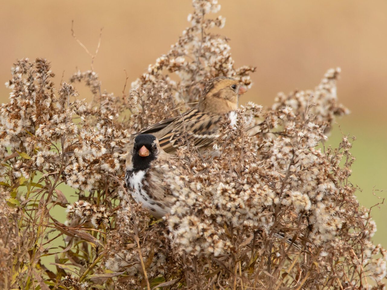 Two beige, brown and black birds, stand camouflaged in a brown and beige bush.