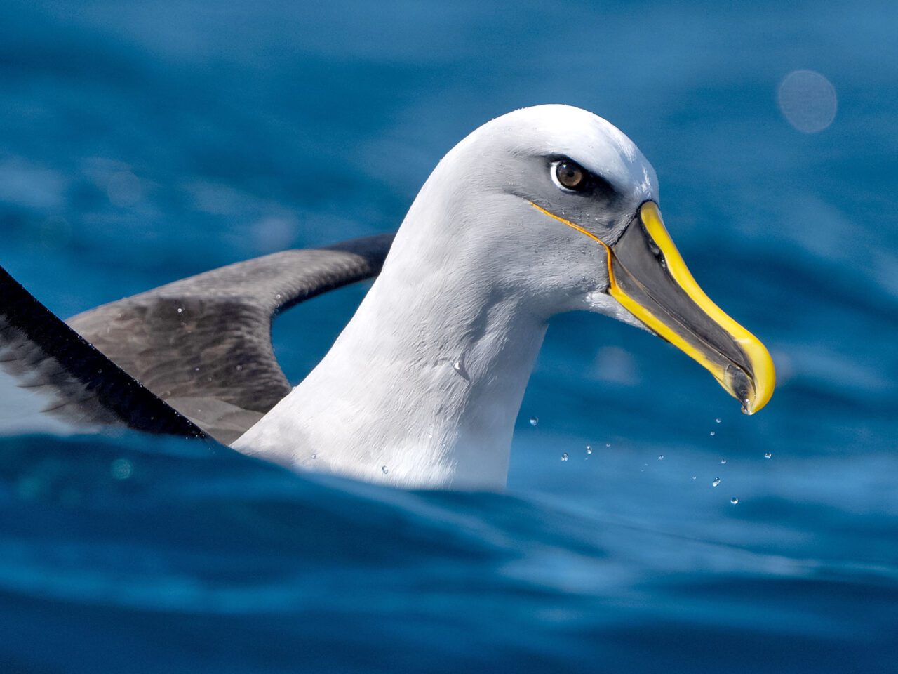 Striking close up of a silver-white-gray head of a bird on the water, with a large yellow and black bill.