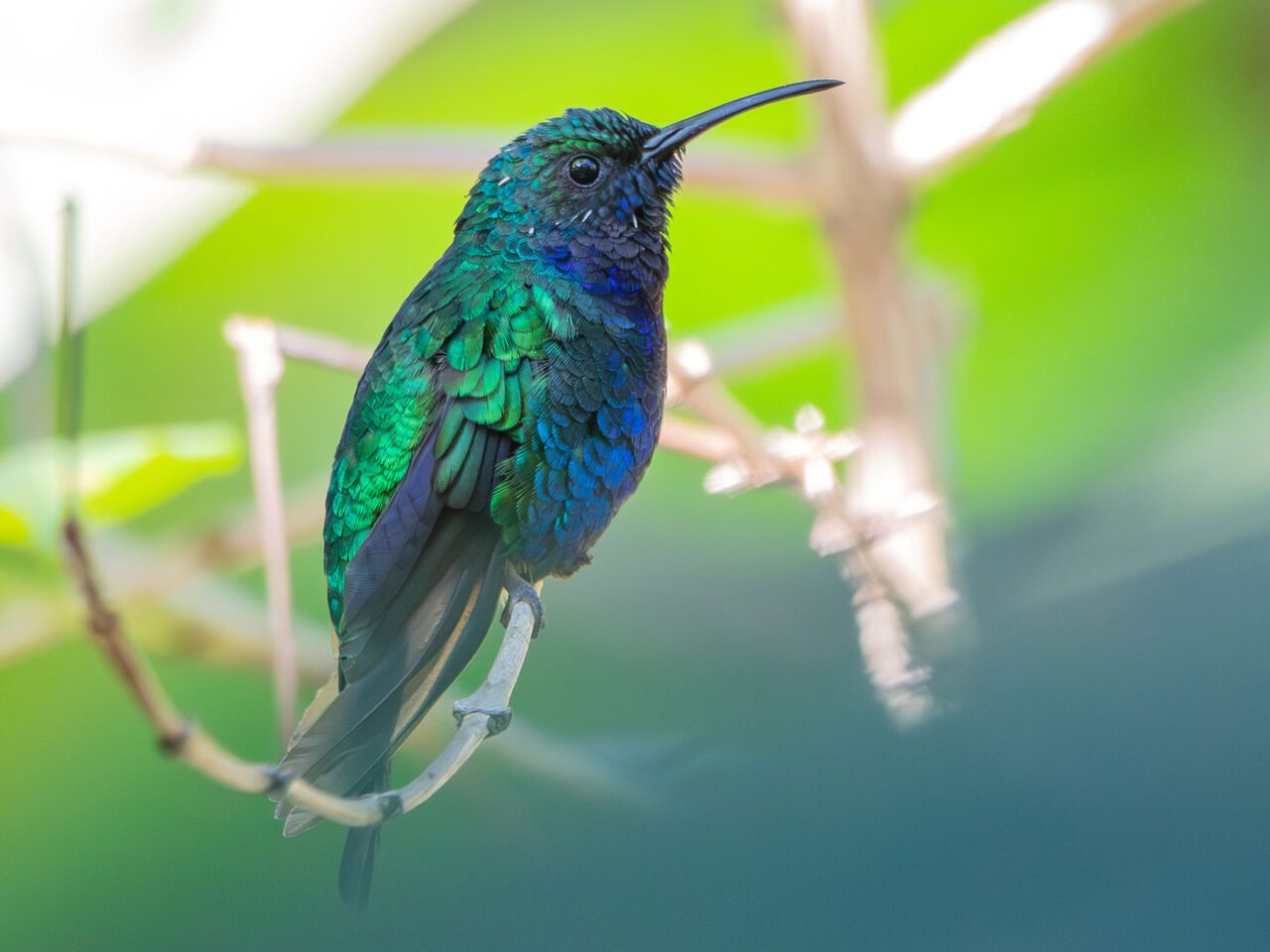 A bright, iridescent green and blue little bird with a long, black bill, perches on a small branch.