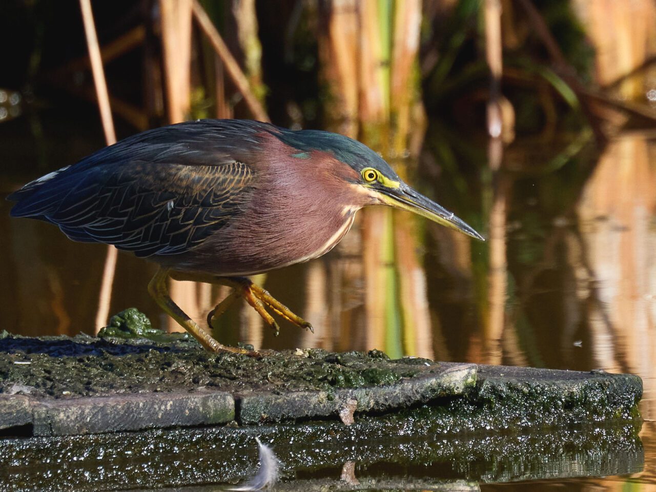 A chestnut and dark green bird with yellow legs and a long, sharp bill and yellow eye, walks towards the water with a lowered stance.