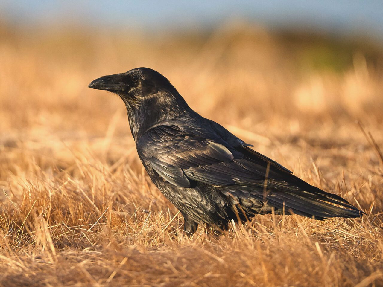 A glossy black bird with a strong-looking bill stands in the sunshine.