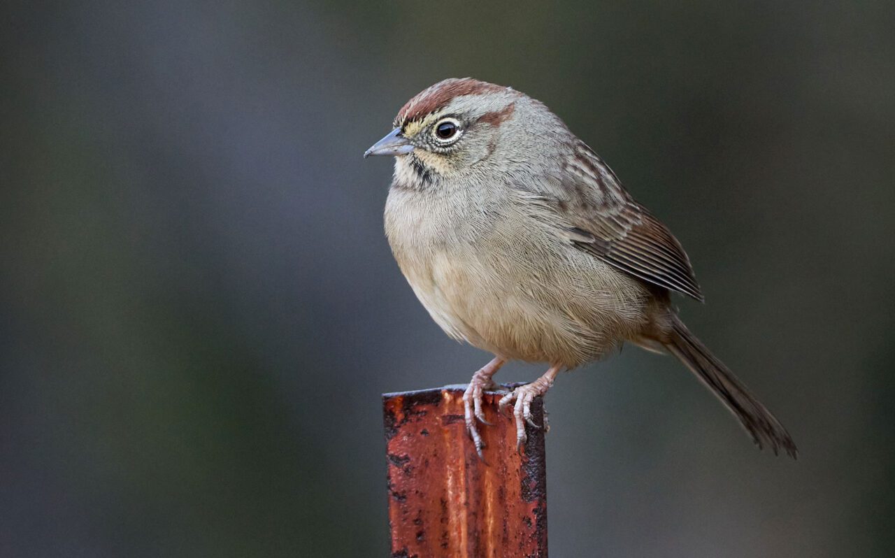 A little, plump gray bird with a burgundy cap, perches on a piece of metal,