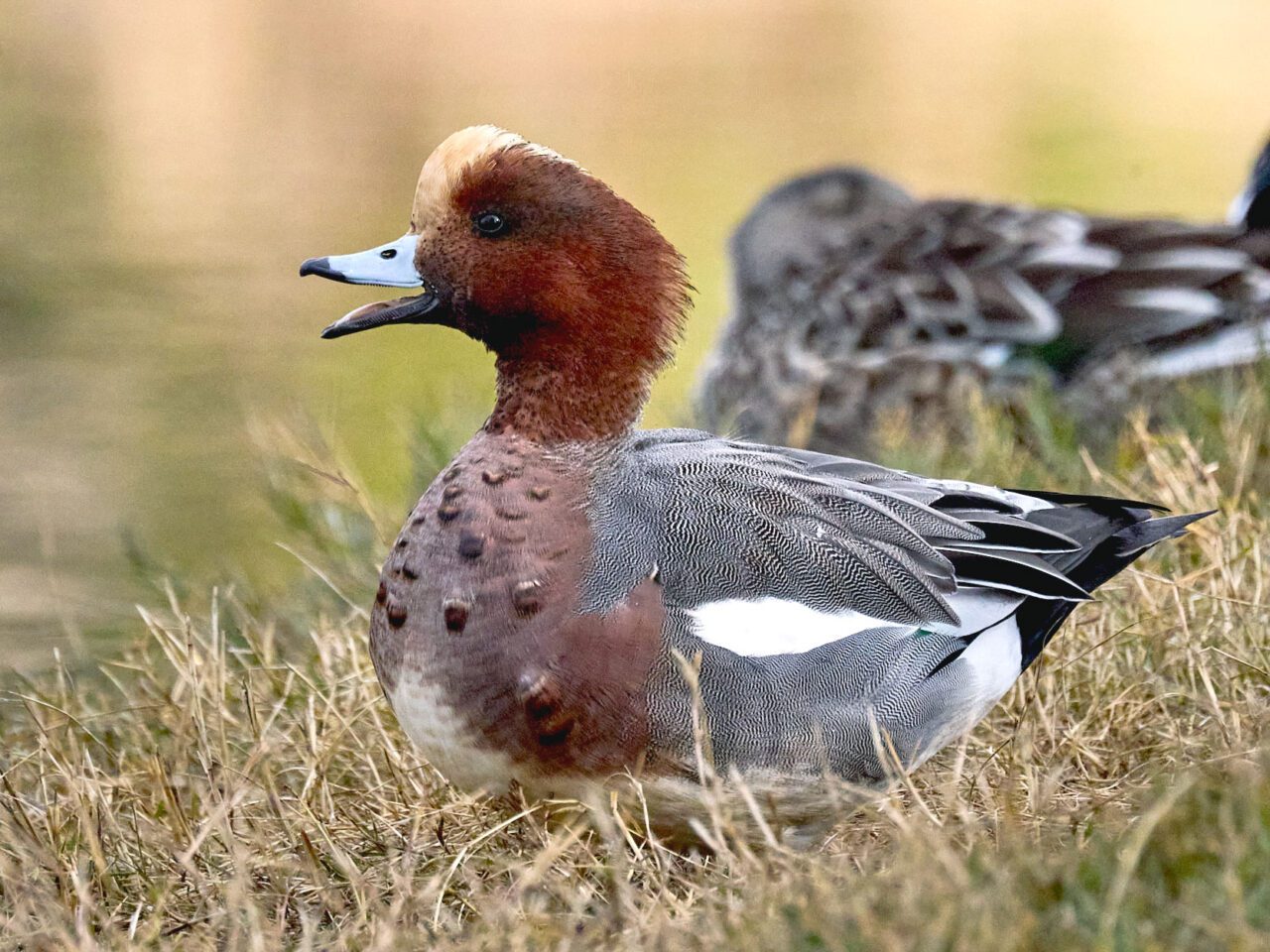 A plump, looking bird with a chestnut head, gold forehead, pink-brown chest, and black and white patterned body, stands in the grass with an open bill.