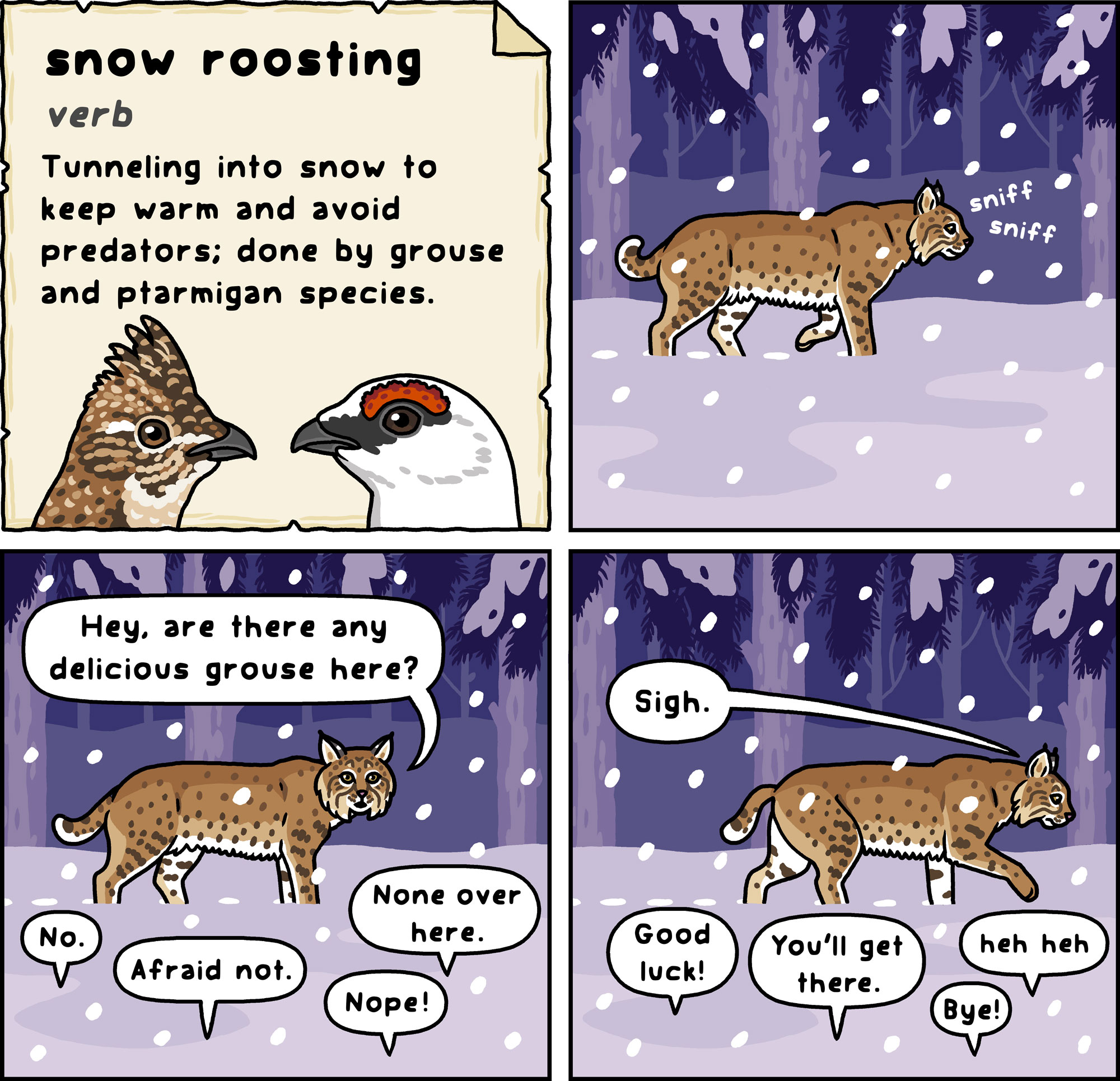 Illustrated cartoon strip of 4 images: 1) Snow Roosting, verb, Tunneling into snow to keep warn and avoid predators; done by grouse and ptarmigan species. with two bird heads facing each other. 2) brown bobcat walking in snow, "sniff, sniff." 3) Bobcat: "Hey, are there any delicious grouse here"? Voices from snow: "No." "Afraid not." "Nope!" "None over here." 4) Bobcat: "Sigh." Voices from snow: "Good luck!" "You'll get there." "Bye!" "heh heh"