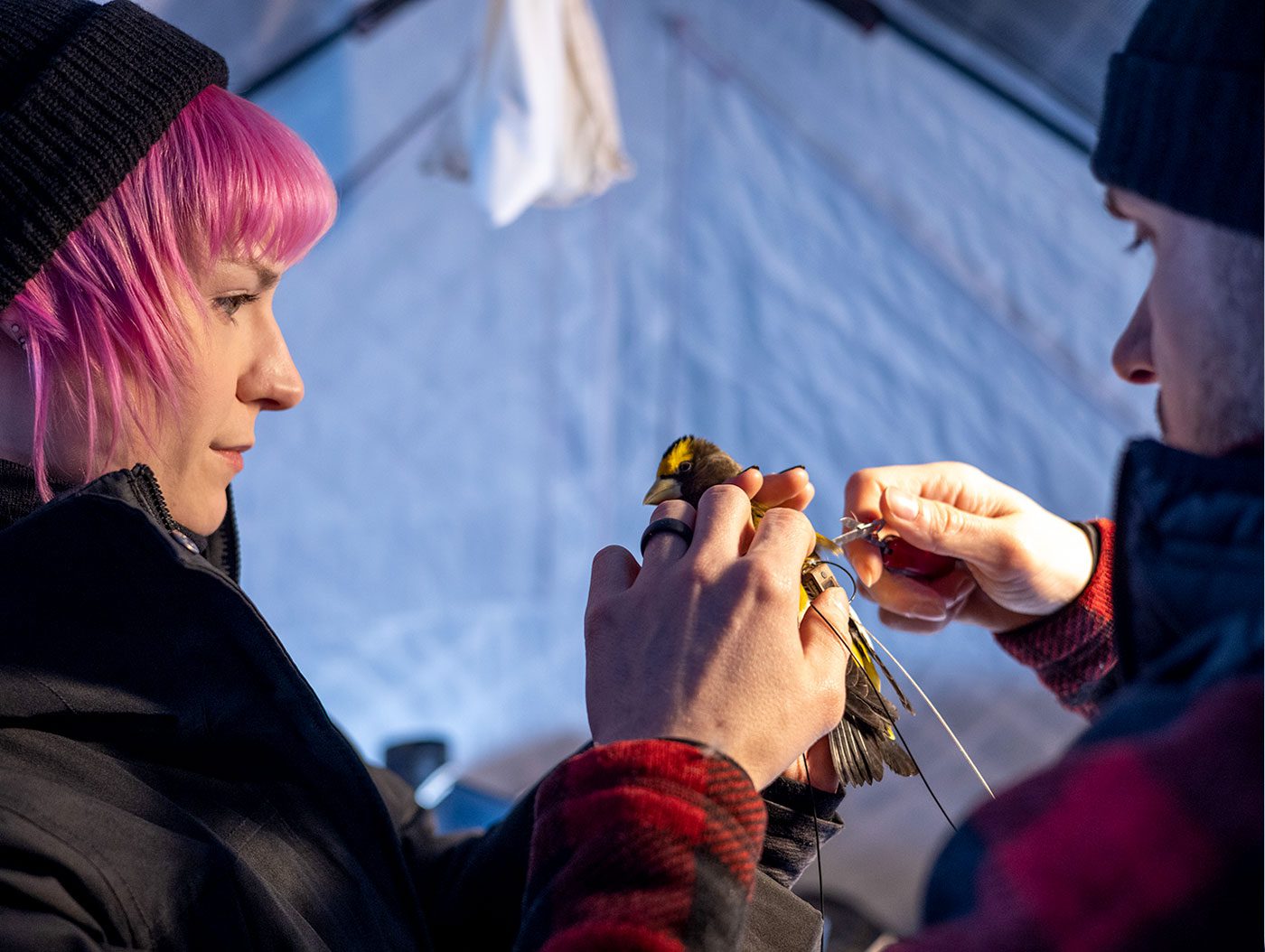 A woman with pink hair and a black cap, and a man with a black cap, connect an electronic tag to a yellow and brown bird.