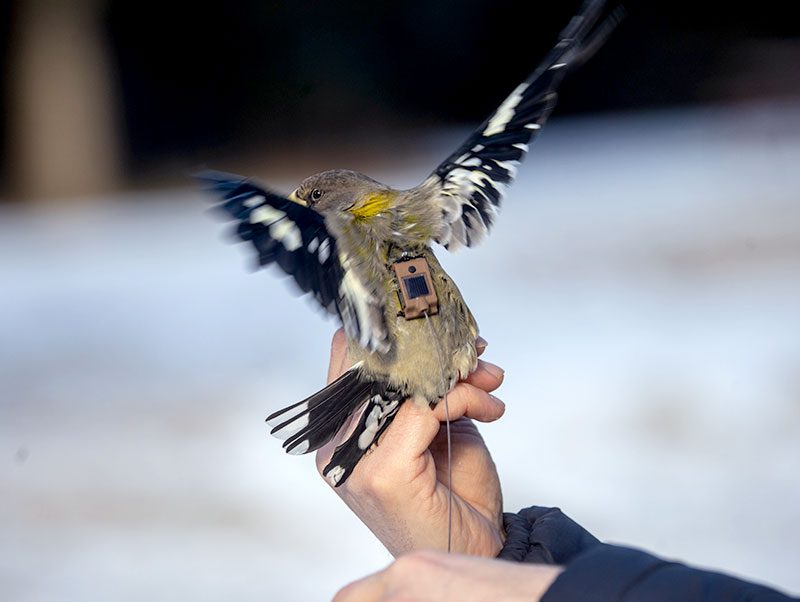 A gray, black, white and yellow bird flaps its wings and a small square transmitter with a long tag is on its back.