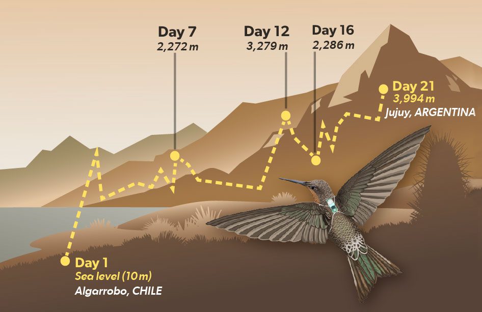 Illustration showing the migration of a bird, and an illustrated image of the bird.