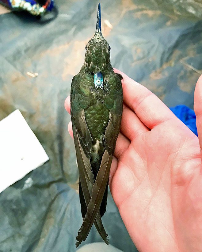 A large, dark green bird with long wings and a long bill, sits in the hand of a person, a small piece of metal attached to the back.