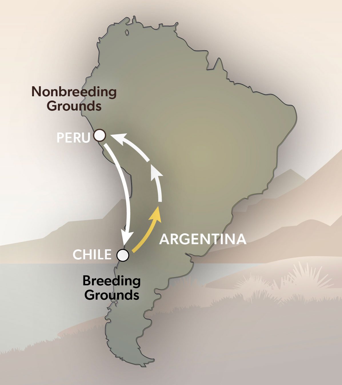 Graphic of South American with arrows showing bird migration from Breeding grounds in Chile to Argentina, to nonbreeding ground in Peru.