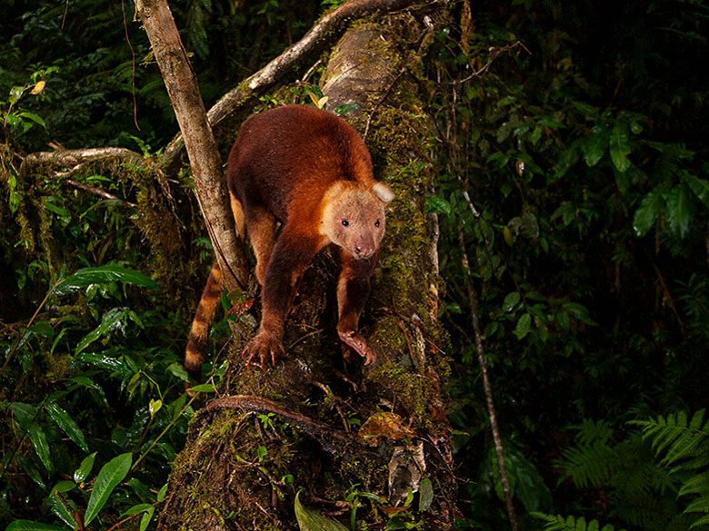 A golden chestnut animal with a striped tail stands in a tree in a lush forest.