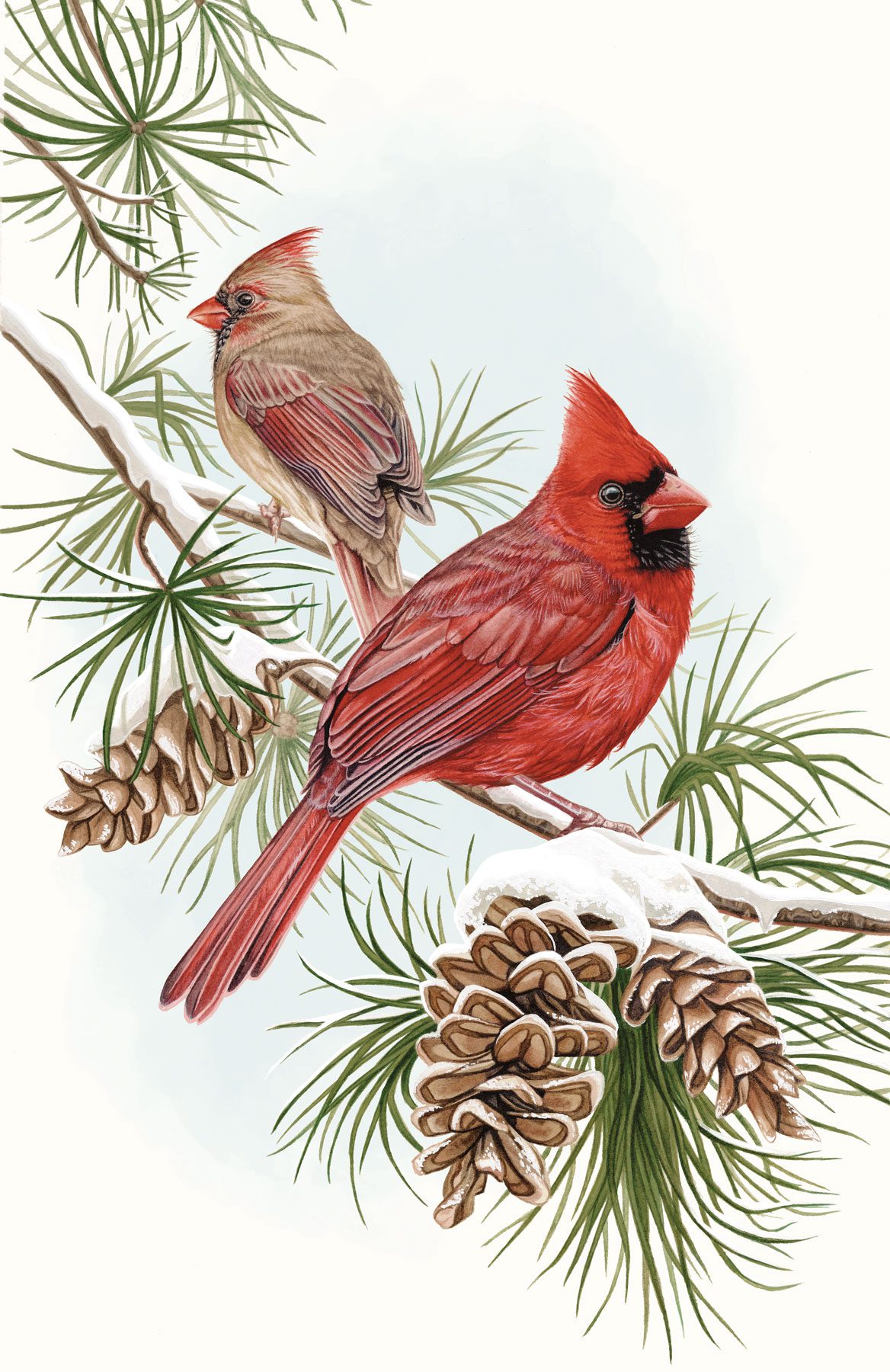 An illustration of two crested birds with black masks and red, conical bills, one bird red, the other taupe with red touches, perch on a pine tree in the snow.