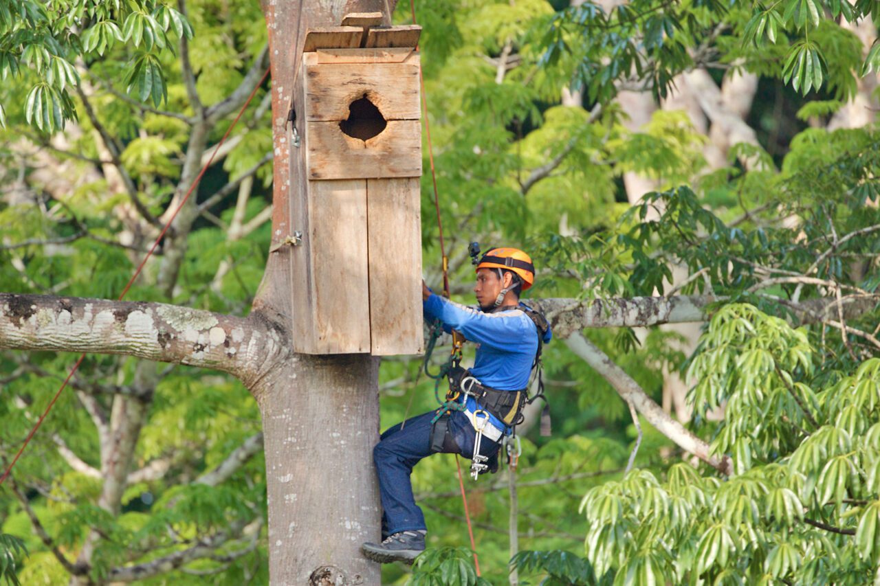 Un hombre en un árbol con cuerdas, inspeccionando una gran caja nido.