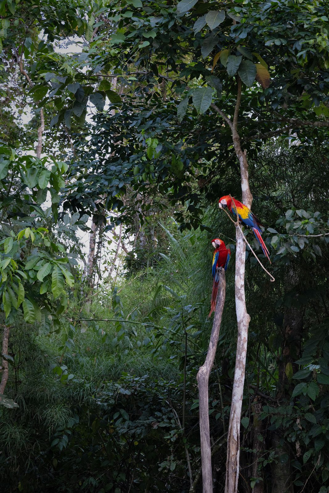 Dos aves de colores del arcoíris en los árboles, una de ellas sosteniendo un palo grande.