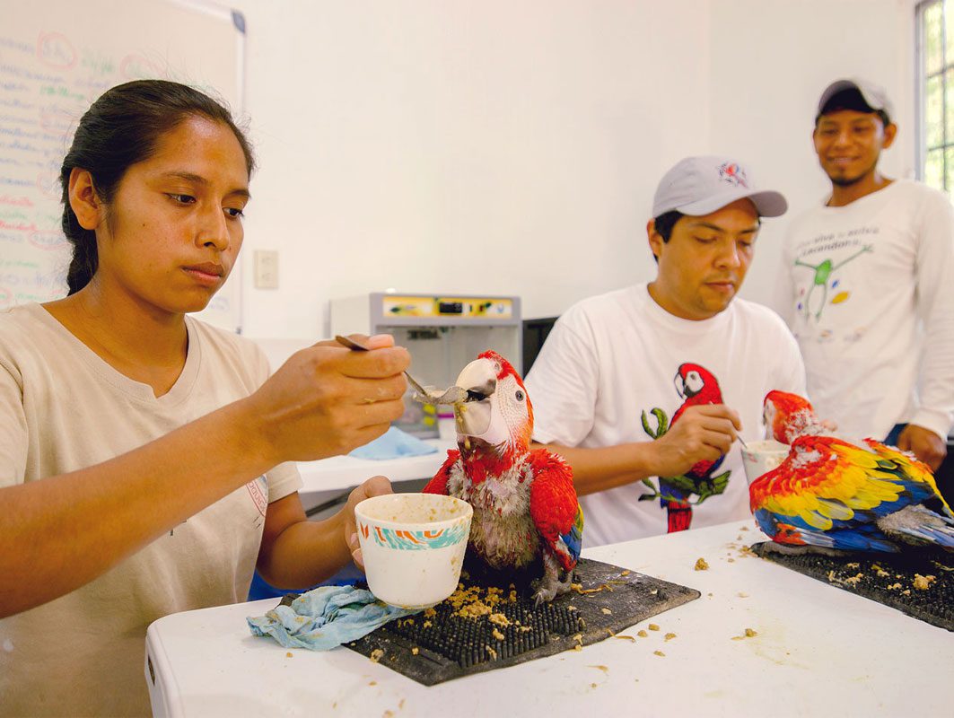 Dos personas alimentando aves jóvenes grandes y coloridas mientras otra persona observa.