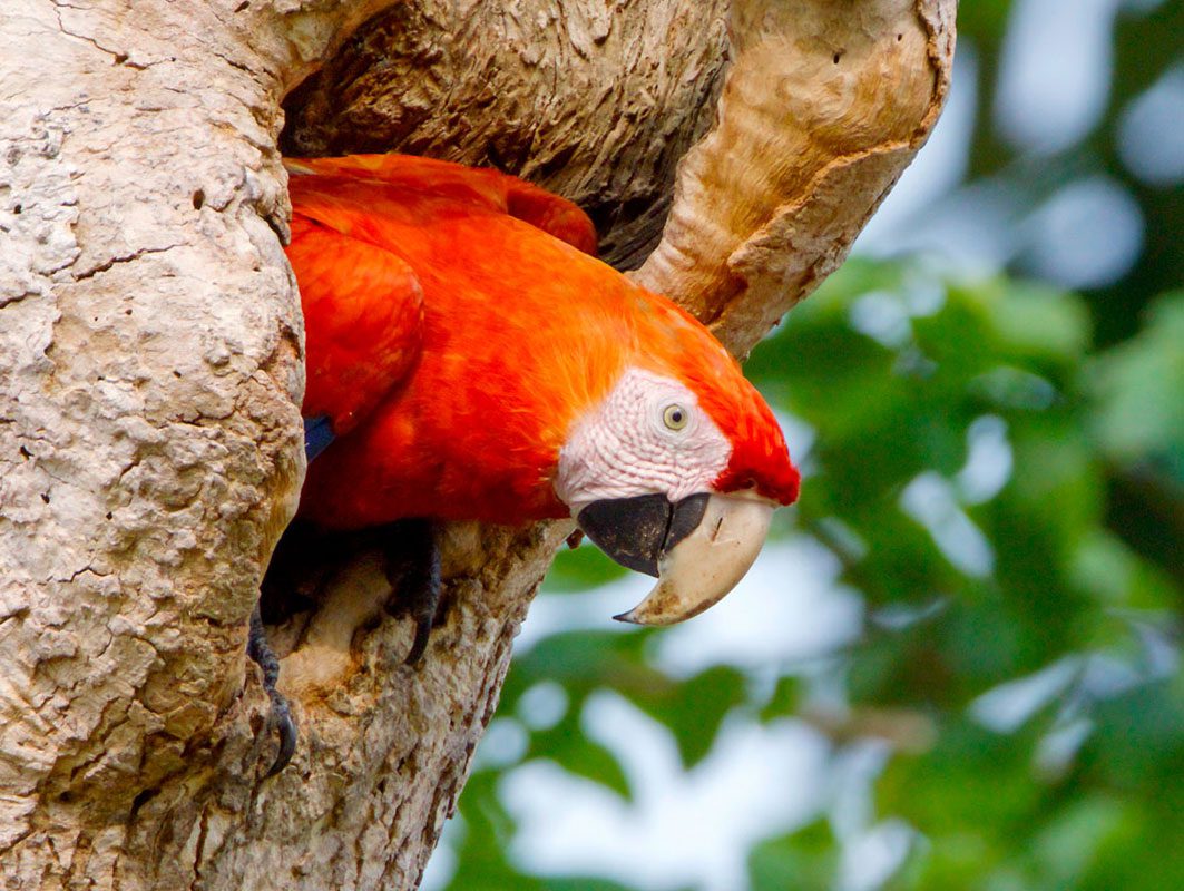 Un ave de color rojo brillante con la cara desnuda y rosada, y un pico corto pero grande de color pálido y negro, emerge de un árbol.