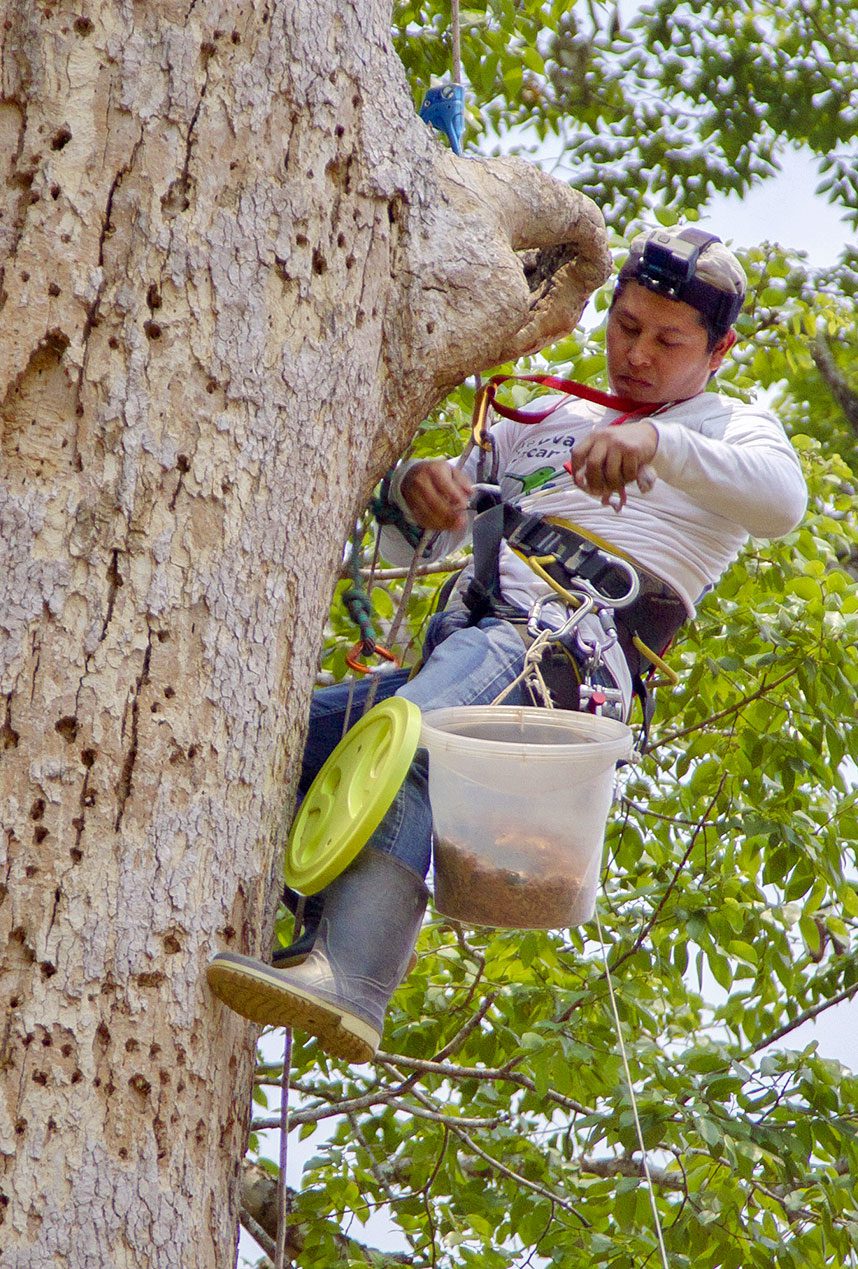 Un hombre colgado de un árbol con cuerdas, sacando crías de un nido en una cavidad del árbol. 