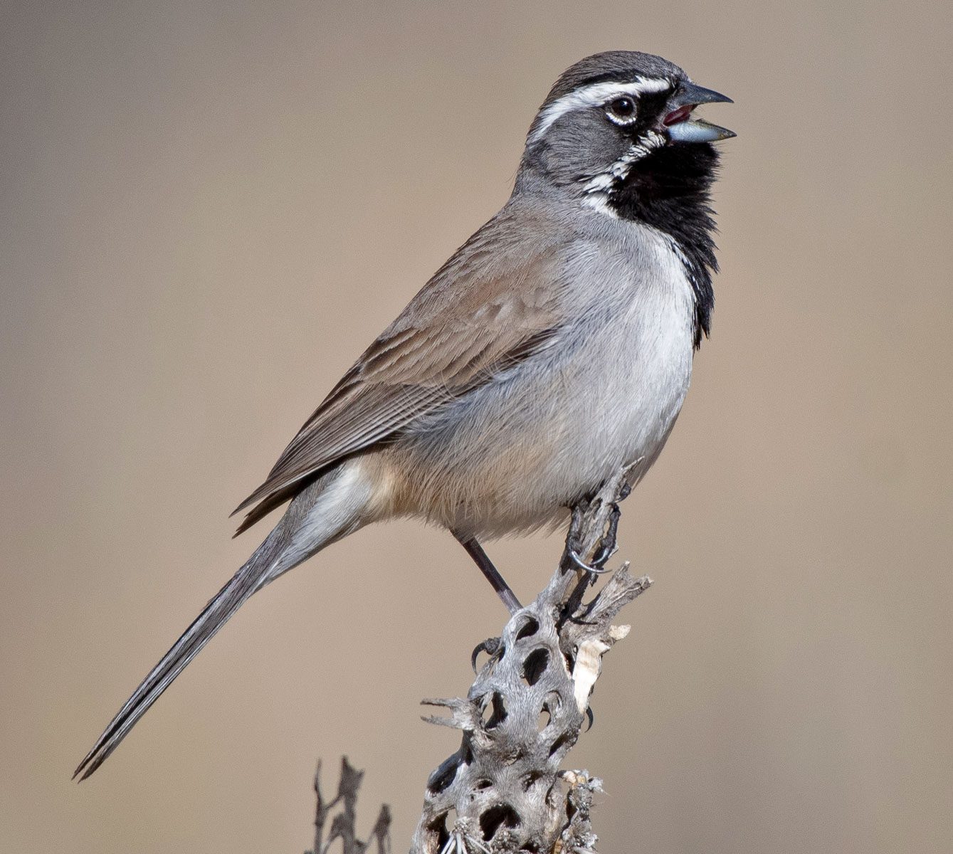 Taupe/gray bird with a black throat and chin and white striped head, perched and singing.