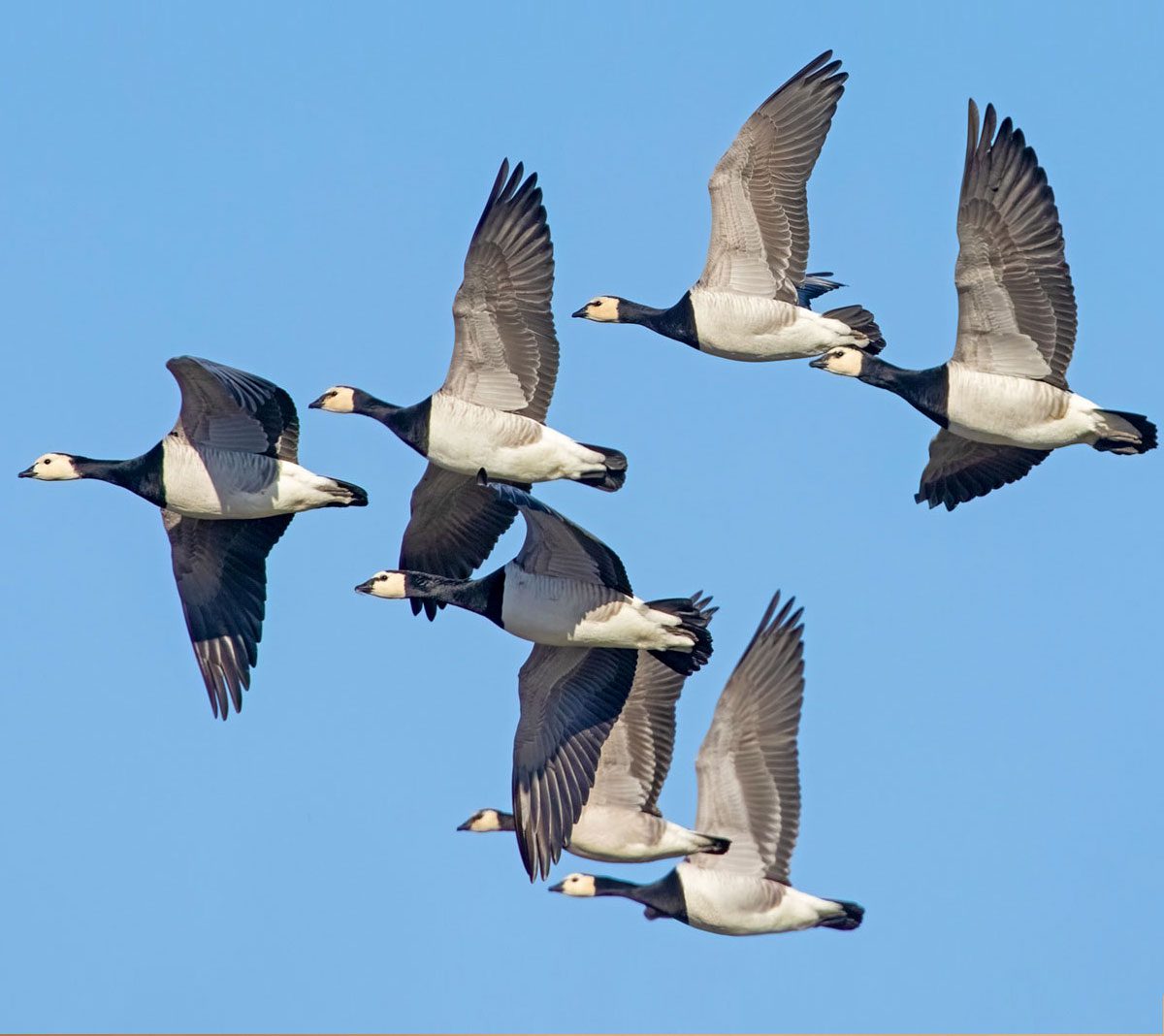 Seven black, white and gray large birds in flight.