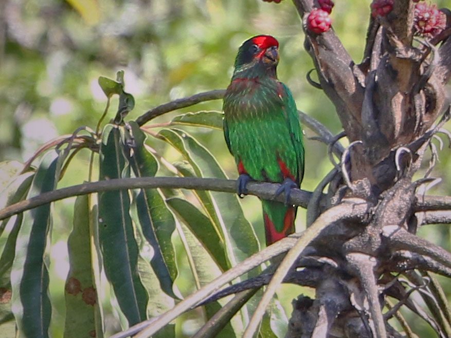 Green and red bird in a tree.