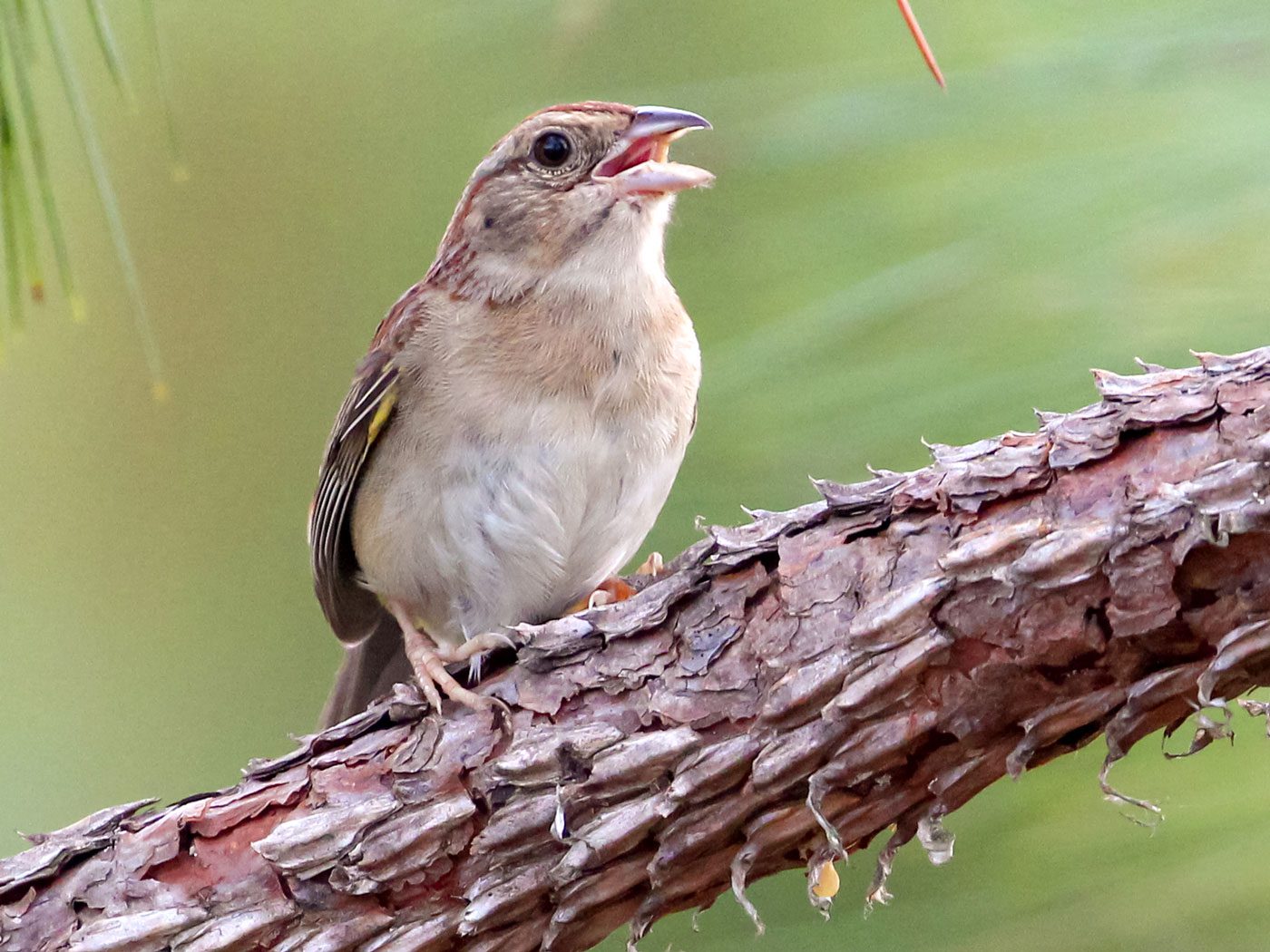 A reddish beige bird perches on a woody branch and sings.