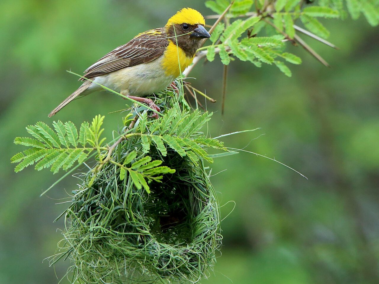 Black-faced bird with a yellow head and chest, white underside and dark wings, holds a piece of grass in its bill and perches on top of a woven grass hanging nest.