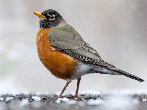 A gray bird with a black head, bright russet chest and abdomen, and yellow bill, stands in the snow.