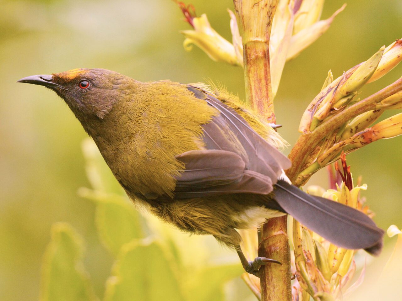 Olive yellow-green bird with a sharp bill, gray feathers and tail, and a red eye, perches on a plant.