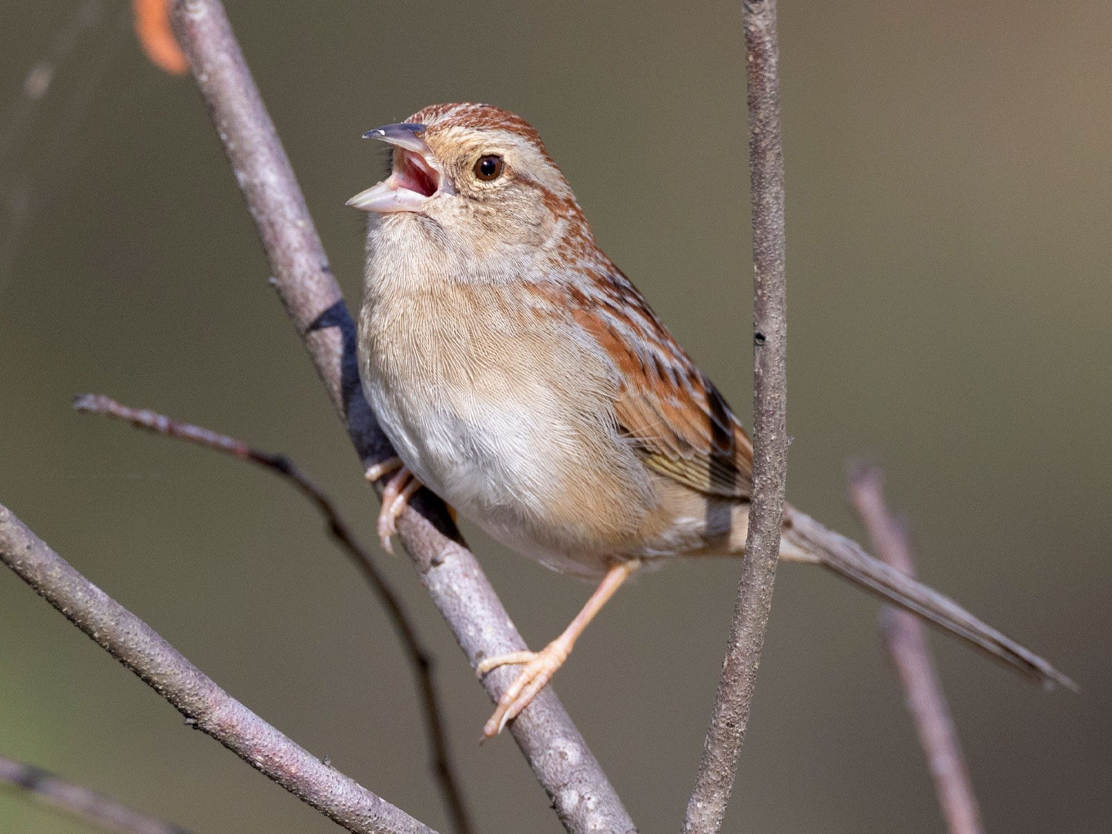 Beige-bellied bird with russet-brown and gray streaks on its back and head, sings while perched on a branch.