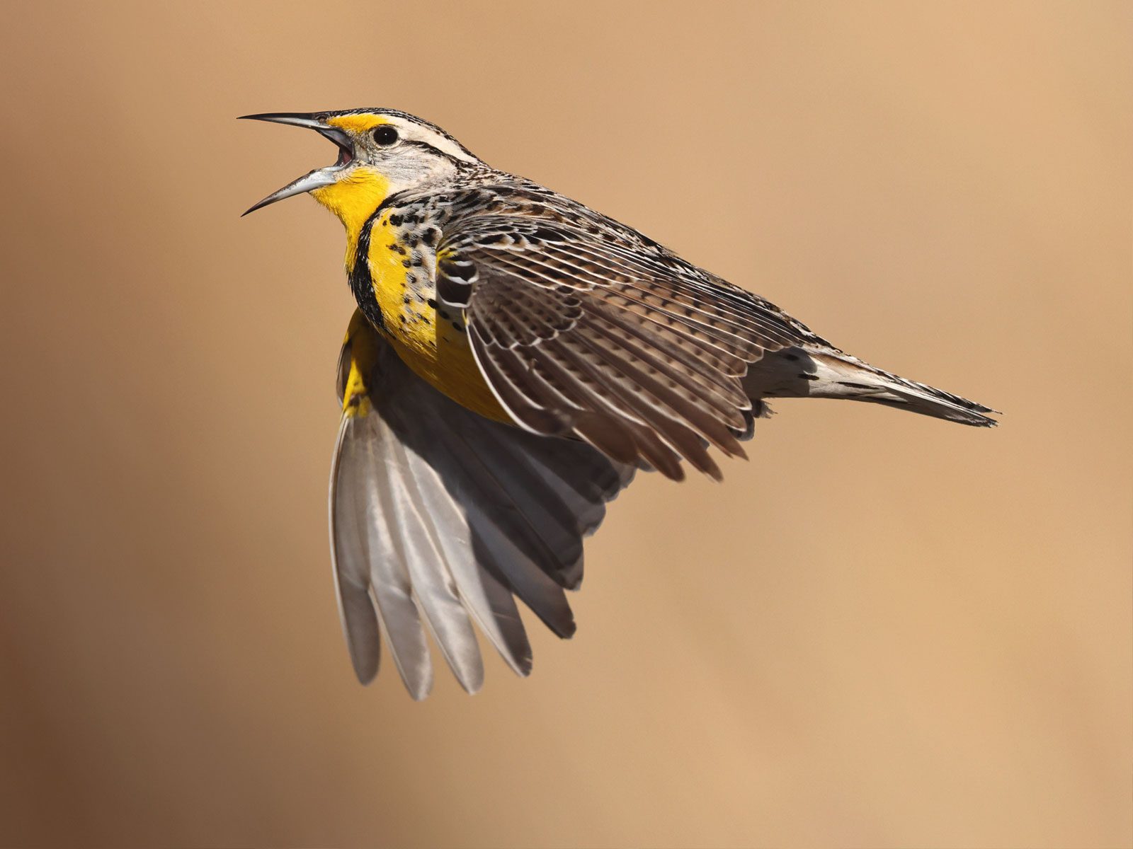 Yellow and brown patterned bird with a longish, sharp, open bill, flying.