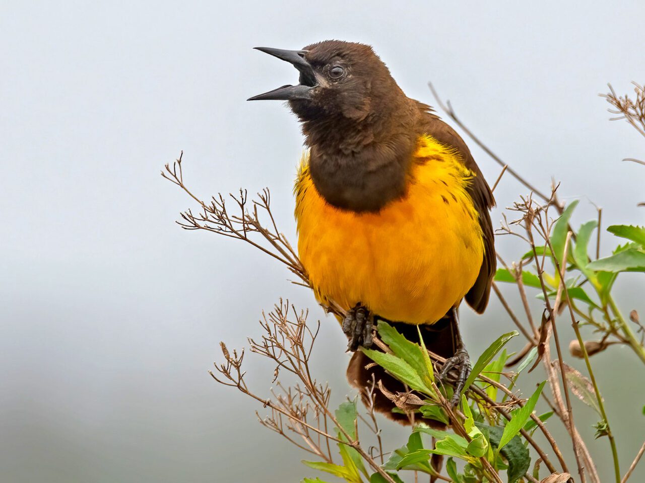 A dark-headed bird with a golden underside, and longish, sharp bill, perches on a bush and sings.